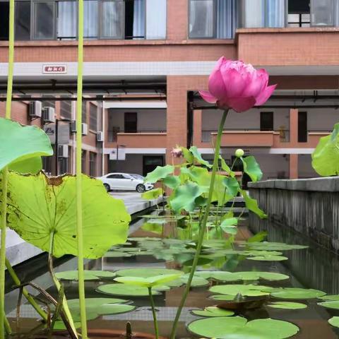 群蜂酿成蜜 引来满园香———世纪城初中开学迎新工作全景展示