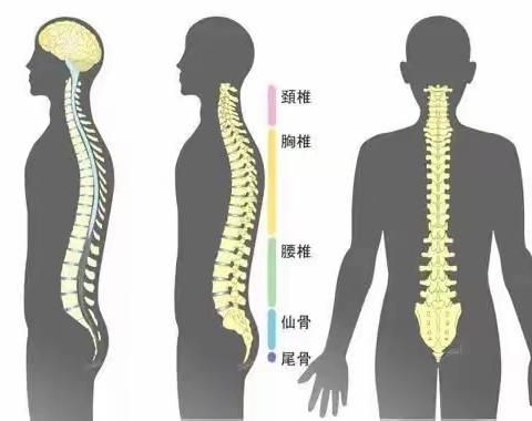 脊椎为什么生病？