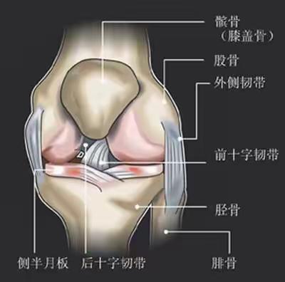 坚持三个小动作，保护我们的膝关节