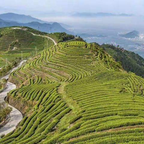 长龙茶山春韵