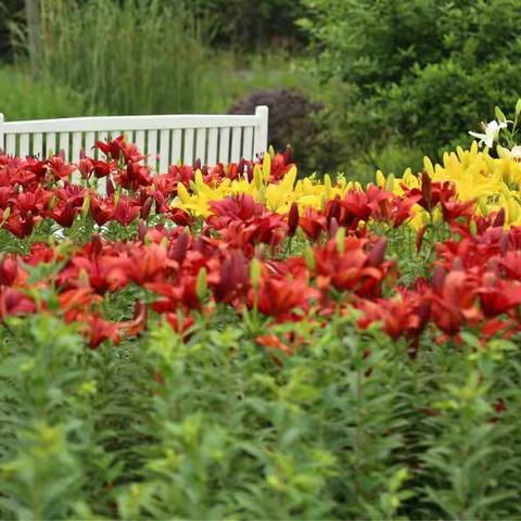 百合花开，闻香而来