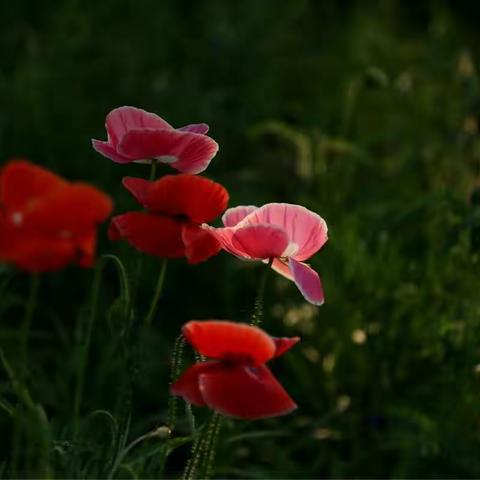 有个美人她姓虞，袅娜娉婷惹人爱