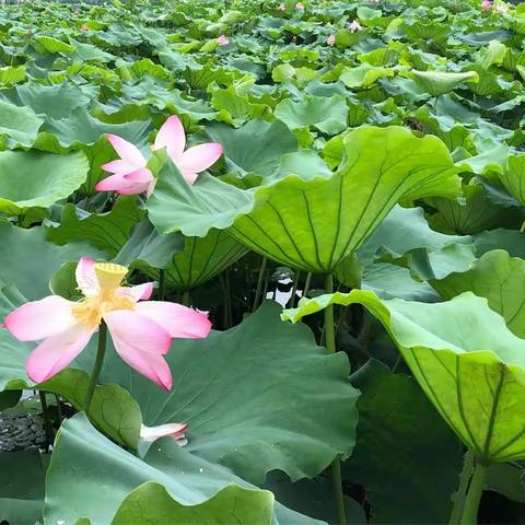 曲院风荷（手机拍摄）