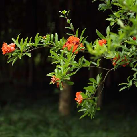 石榴花开红胜火