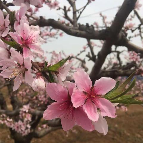 周末一起去赏花吧