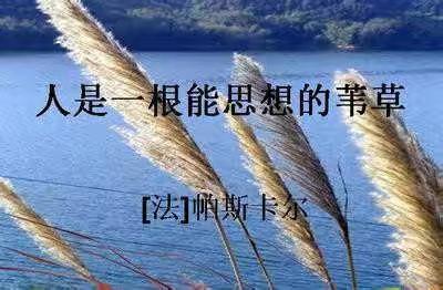 努力做一根会思考的芦苇