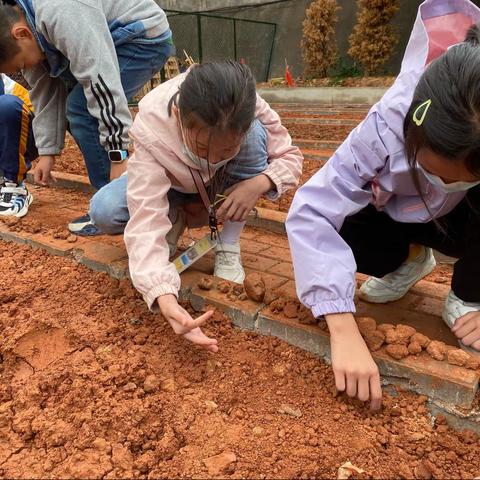 走进劳动基地，感受劳动之美——十二小五六班劳动基地实践活动