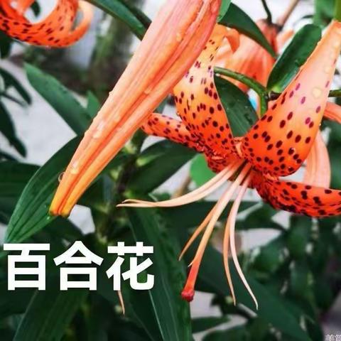 岱峪沟里的百合花