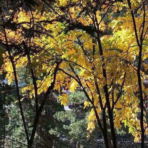 秋天的阿坝州黑水奶子沟