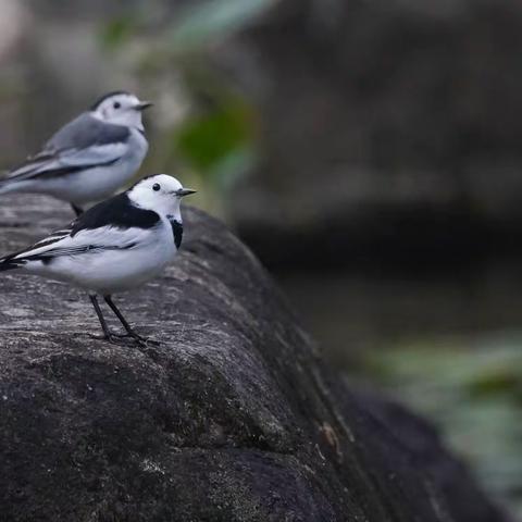 杭州长桥溪水生态公园