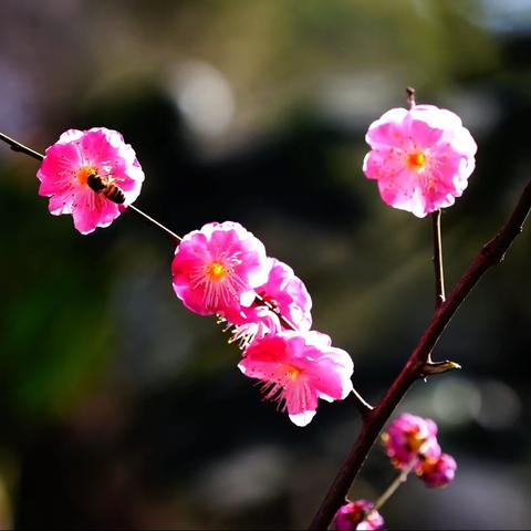 宝剑霜从磨砺出    梅花香自苦寒来