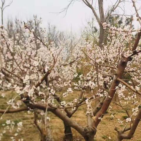 『邱县第五幼儿园』—《桃花朵朵开》