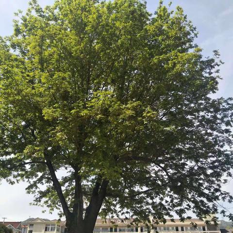 携手共进，向课改更深处漫溯——记高虹小学基于“思本课堂”语文教学研讨暨课改联系校活动