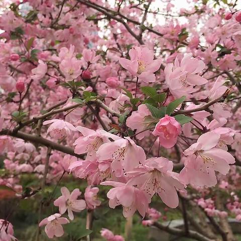 🌸监管规章学习教育月活动  🌸                                   ——结算与现金管理部