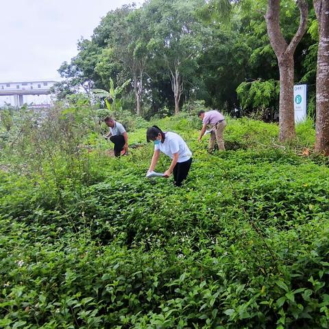 2022东山镇镇南社区开展非法种植制毒原植物踏查工作