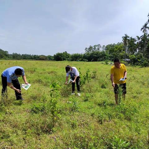2022年东山镇开展第二季度非法种植毒品原植物踏查工作