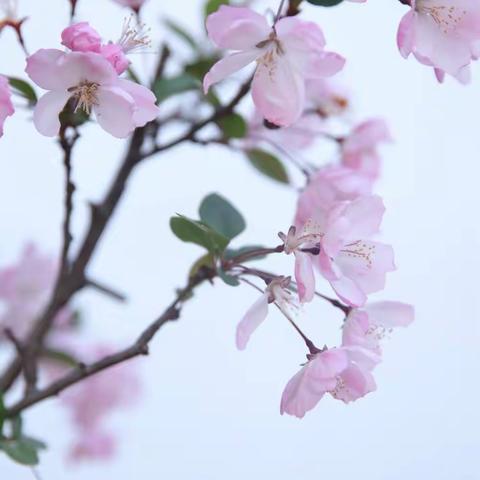 赛教学，促提升，政治教师展风采---英才中学全员赛课八年级政治组