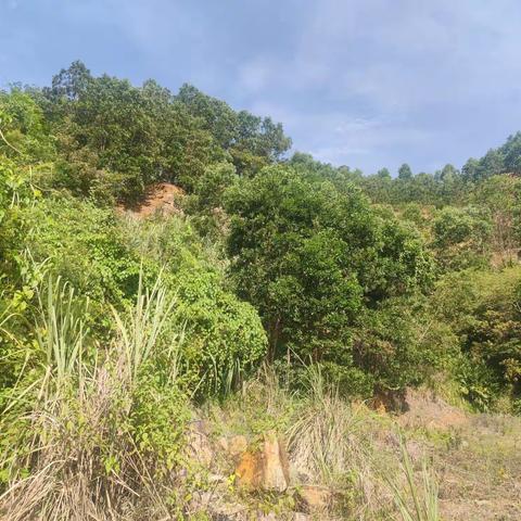 琼中县资规局到复垦矿山巡查