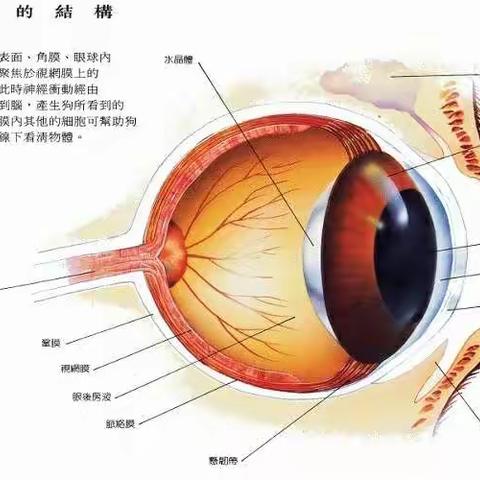 你了解自己的眼睛吗？-日向友好学校3.1中队 综合实践活动四组寒假实践活动