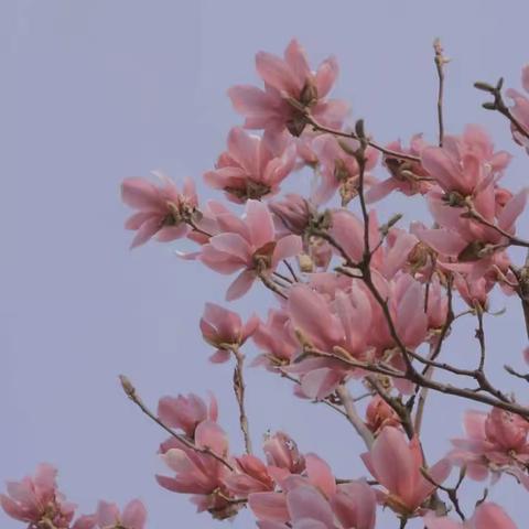 春暖花开，书香袭来——记牌头镇小好书共读活动