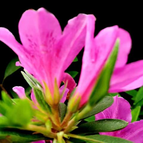 伞把枞树的美篇