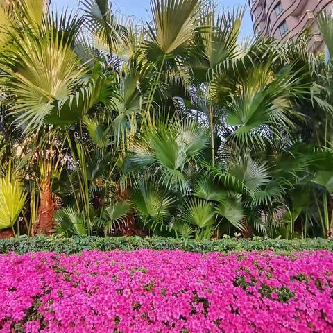 我们的小区——复地上城小区