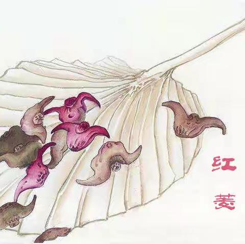 秋天的礼物——红菱