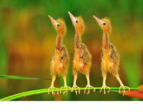 不要践踏这片草地