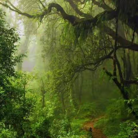 在林子里  我们相遇