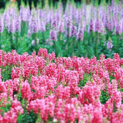 “疫”散花开，繁花烂漫———浑江区幼儿园  中二班