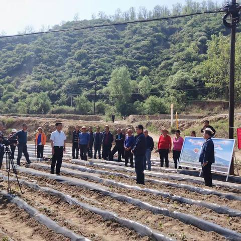 郑庄镇举办红薯栽植与储藏技术现场培训会