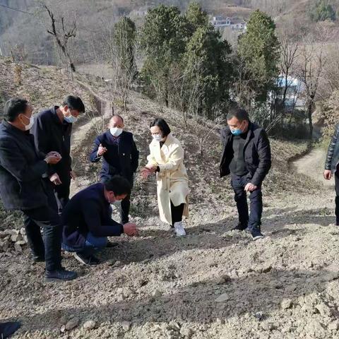 两岔口村：疫情严防，春耕不误