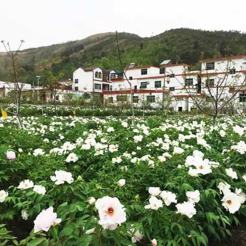 产业带铺就乡村振兴路