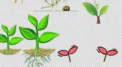 新时代幼儿园（大一班)开展“我为盆栽浇水”活动