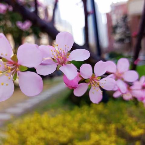 繁花似锦增春色  线上教学守初心——高湖小学语文线上教学阶段纪实