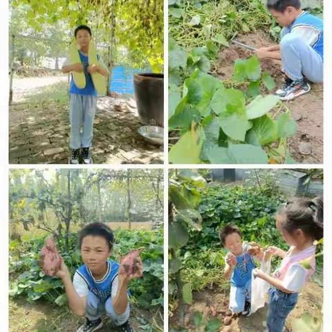 国庆假期  乐享劳动——店子镇中心小学四年级三班假期实践活动精彩瞬间