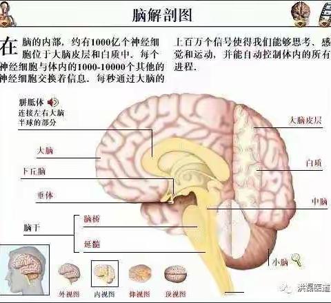 从头到脚了解解剖图