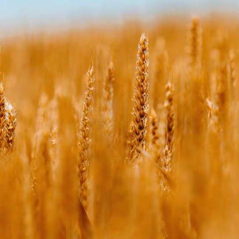 教研盛会展风采——四年级语文教师赛教课展示