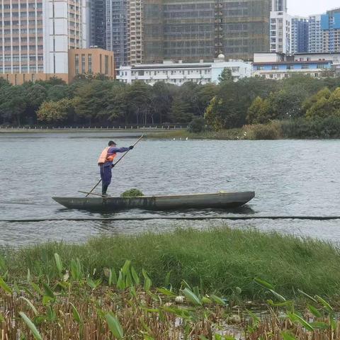 捞水草