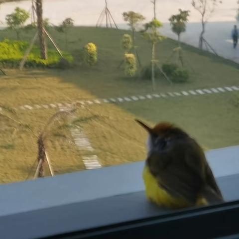 楼台小鸟