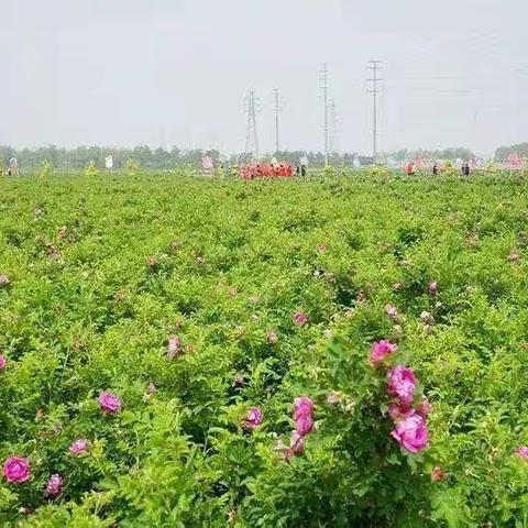 春暖花开.生机盎然