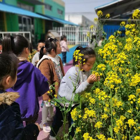 遇见春天的花——大五班