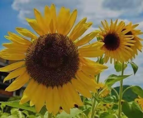 “展风采、促成长”——流渡镇幼儿园青年教师教学基本功大赛