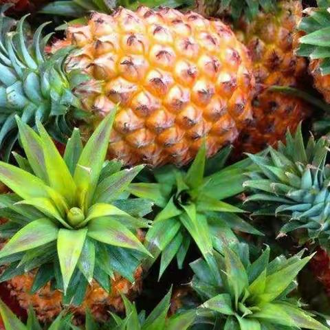 菠萝🍍菠萝🍍蜜