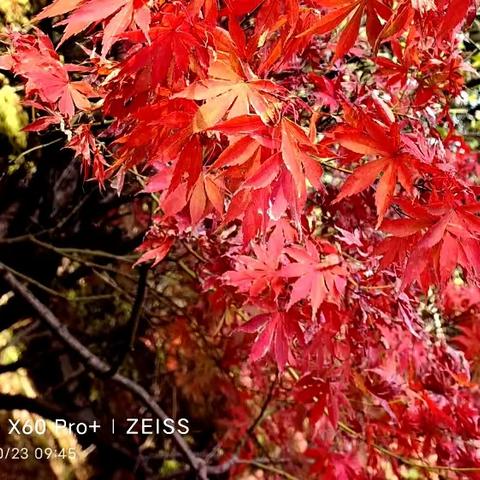 重阳节枫叶红🍁🍂