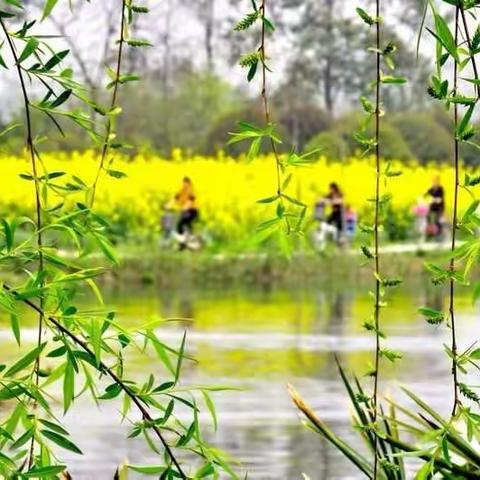 孟春之月，盛德在木                                  ——记沙心中小学植树节活动