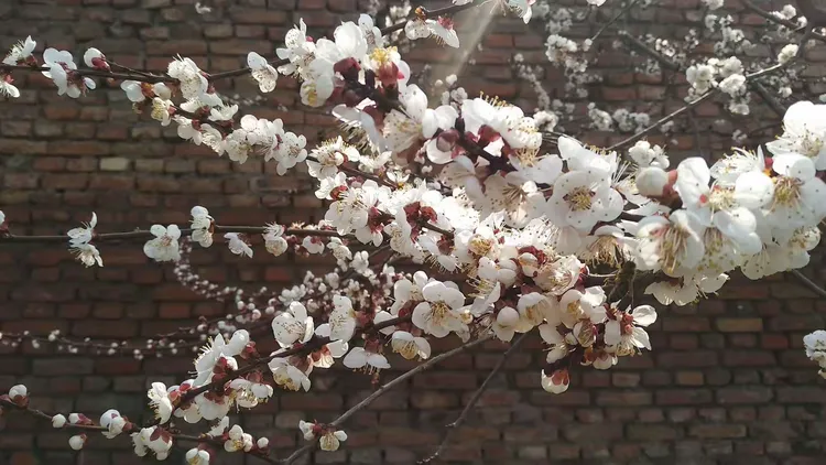一枝红杏出墙来