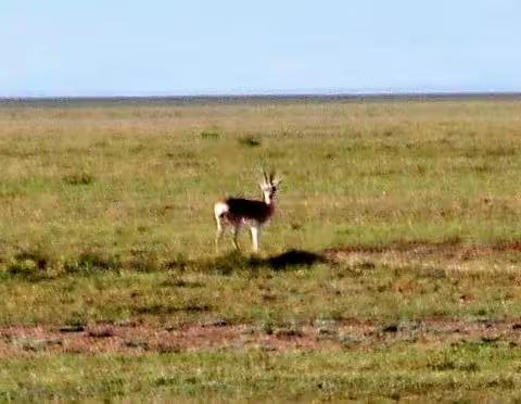 可可西里藏羚羊