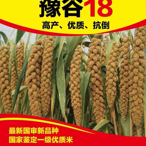 豫谷18、嘉谷356————浩海嘉农谷子系列品种