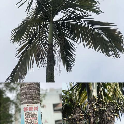 绿色校园----黎灿学校植物探究活动